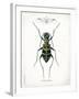 Beetle I-Gwendolyn Babbitt-Framed Art Print