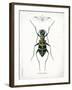 Beetle I-Gwendolyn Babbitt-Framed Art Print