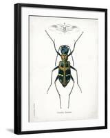 Beetle I-Gwendolyn Babbitt-Framed Art Print