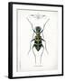 Beetle I-Gwendolyn Babbitt-Framed Art Print