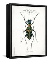 Beetle I-Gwendolyn Babbitt-Framed Stretched Canvas