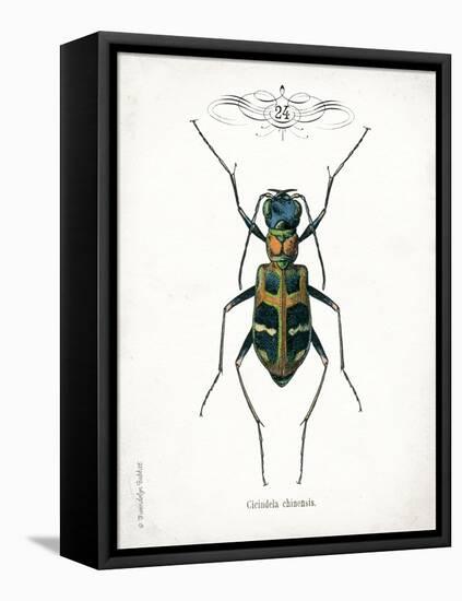 Beetle I-Gwendolyn Babbitt-Framed Stretched Canvas