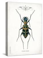 Beetle I-Gwendolyn Babbitt-Stretched Canvas