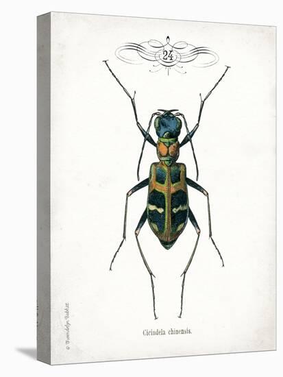 Beetle I-Gwendolyn Babbitt-Stretched Canvas