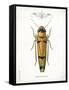 Beetle II-Gwendolyn Babbitt-Framed Stretched Canvas