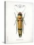 Beetle II-Gwendolyn Babbitt-Stretched Canvas