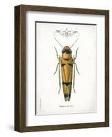 Beetle II-Gwendolyn Babbitt-Framed Art Print