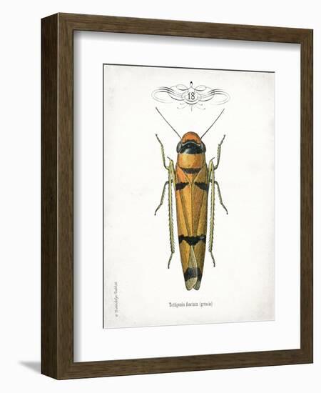 Beetle II-Gwendolyn Babbitt-Framed Art Print