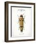 Beetle II-Gwendolyn Babbitt-Framed Art Print