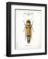 Beetle II-Gwendolyn Babbitt-Framed Art Print