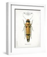 Beetle II-Gwendolyn Babbitt-Framed Art Print