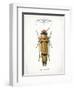 Beetle II-Gwendolyn Babbitt-Framed Art Print