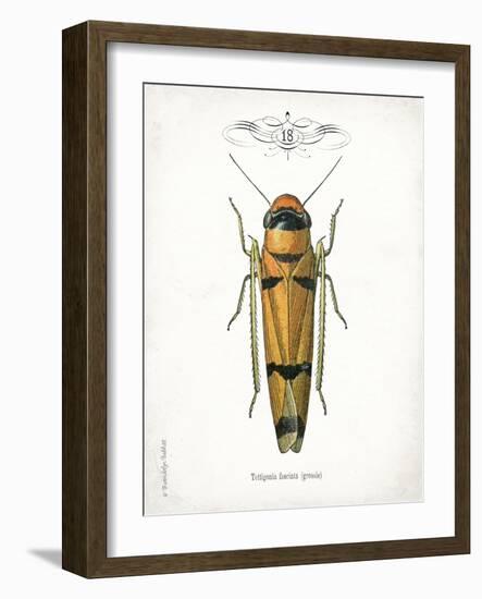 Beetle II-Gwendolyn Babbitt-Framed Art Print