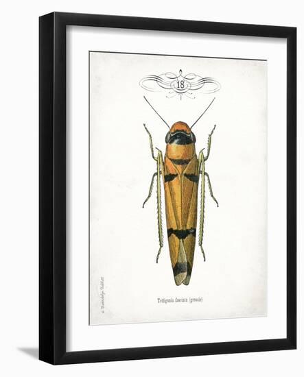 Beetle II-Gwendolyn Babbitt-Framed Art Print