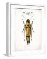 Beetle II-Gwendolyn Babbitt-Framed Art Print