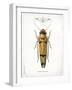 Beetle II-Gwendolyn Babbitt-Framed Art Print