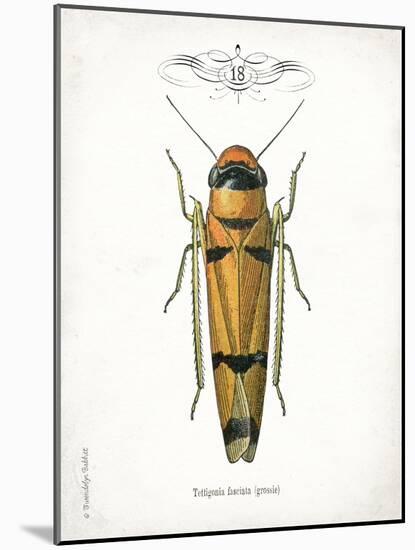 Beetle II-Gwendolyn Babbitt-Mounted Art Print
