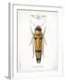 Beetle II-Gwendolyn Babbitt-Framed Art Print