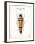 Beetle II-Gwendolyn Babbitt-Framed Art Print