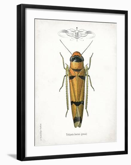 Beetle II-Gwendolyn Babbitt-Framed Art Print