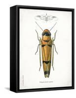 Beetle II-Gwendolyn Babbitt-Framed Stretched Canvas