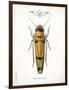 Beetle II-Gwendolyn Babbitt-Framed Art Print