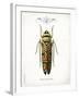 Beetle III-Gwendolyn Babbitt-Framed Art Print