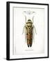 Beetle III-Gwendolyn Babbitt-Framed Art Print