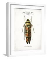 Beetle III-Gwendolyn Babbitt-Framed Art Print