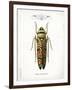 Beetle III-Gwendolyn Babbitt-Framed Art Print