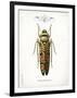 Beetle III-Gwendolyn Babbitt-Framed Art Print