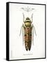 Beetle III-Gwendolyn Babbitt-Framed Stretched Canvas