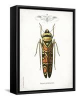 Beetle III-Gwendolyn Babbitt-Framed Stretched Canvas