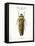 Beetle III-Gwendolyn Babbitt-Framed Stretched Canvas