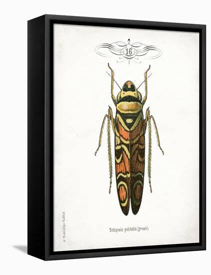 Beetle III-Gwendolyn Babbitt-Framed Stretched Canvas