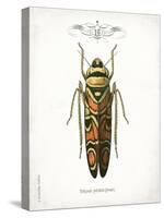 Beetle III-Gwendolyn Babbitt-Stretched Canvas