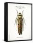 Beetle III-Gwendolyn Babbitt-Framed Stretched Canvas