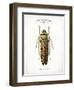 Beetle III-Gwendolyn Babbitt-Framed Art Print