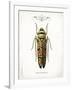 Beetle III-Gwendolyn Babbitt-Framed Art Print