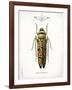 Beetle III-Gwendolyn Babbitt-Framed Art Print