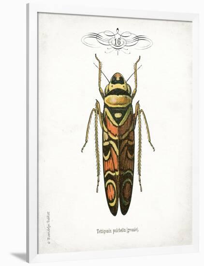 Beetle III-Gwendolyn Babbitt-Framed Art Print