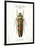 Beetle III-Gwendolyn Babbitt-Framed Art Print