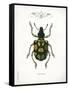 Beetle IV-Gwendolyn Babbitt-Framed Stretched Canvas