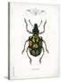 Beetle IV-Gwendolyn Babbitt-Stretched Canvas