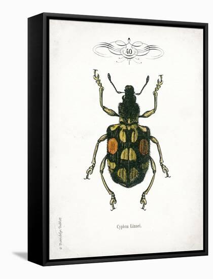 Beetle IV-Gwendolyn Babbitt-Framed Stretched Canvas