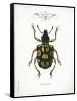 Beetle IV-Gwendolyn Babbitt-Framed Stretched Canvas