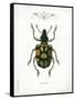 Beetle IV-Gwendolyn Babbitt-Framed Stretched Canvas