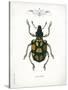Beetle IV-Gwendolyn Babbitt-Stretched Canvas