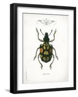 Beetle IV-Gwendolyn Babbitt-Framed Art Print