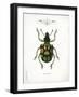 Beetle IV-Gwendolyn Babbitt-Framed Art Print